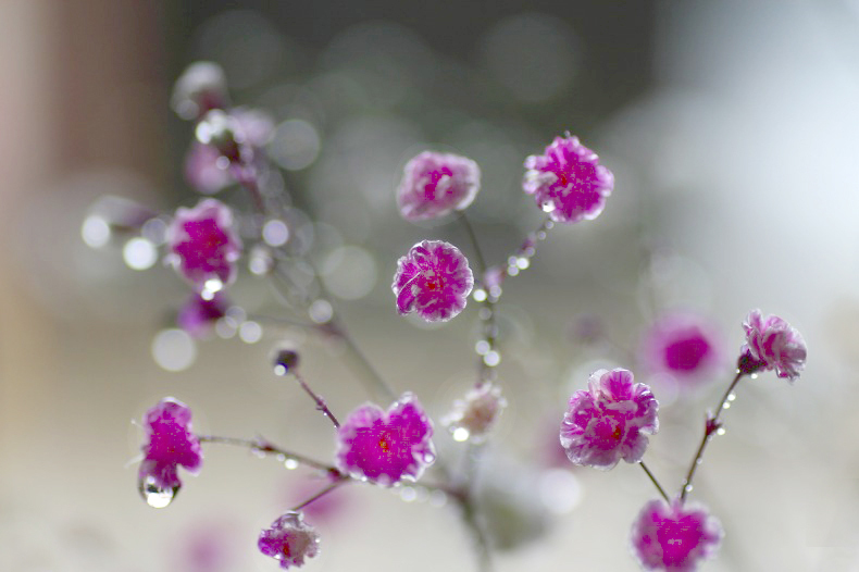 　　花たより　15