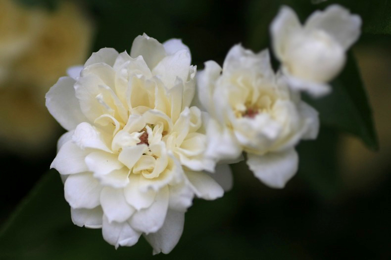 　　　薔薇写　8