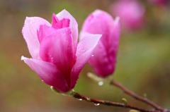 　　　花雫　1
