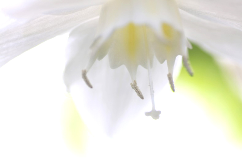　　花に思いを寄せて　7 