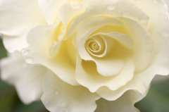 秋薔薇　1