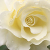 秋薔薇　1