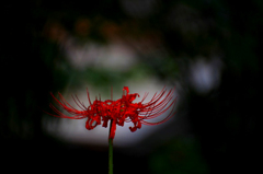 　　　ラストステージ