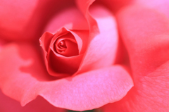 薔薇の回廊　　6　