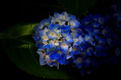 　　　紫陽花の詩　1
