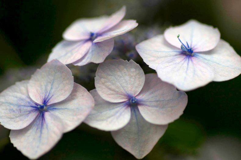　　　花びらの思い
