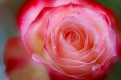 秋薔薇　6