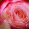 秋薔薇　6