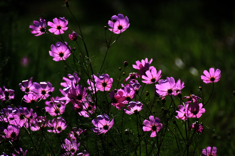 コスモス賛歌　7