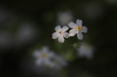 花のワルツ　15