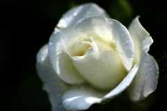 　　　薔薇の回廊　　5