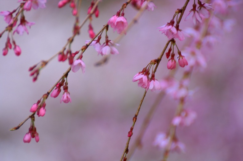 　　　櫻　桜　さくら　(8