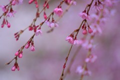 　　　櫻　桜　さくら　(8
