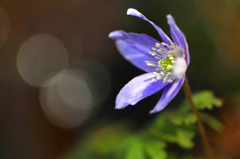 　　　花めぐり　6