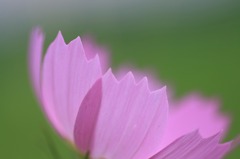 　　　淡い夢