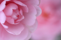 　　　雪の山茶花　4