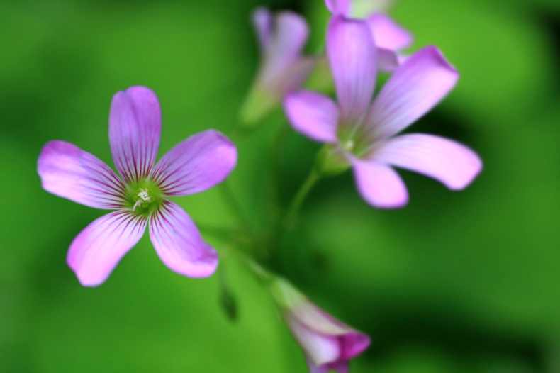 　　　花写