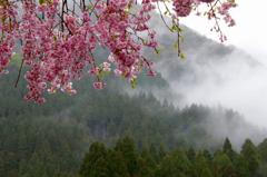 　　さくら 桜 櫻　(30