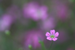　　花写　6