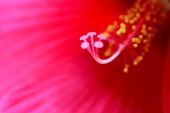 花写　(8