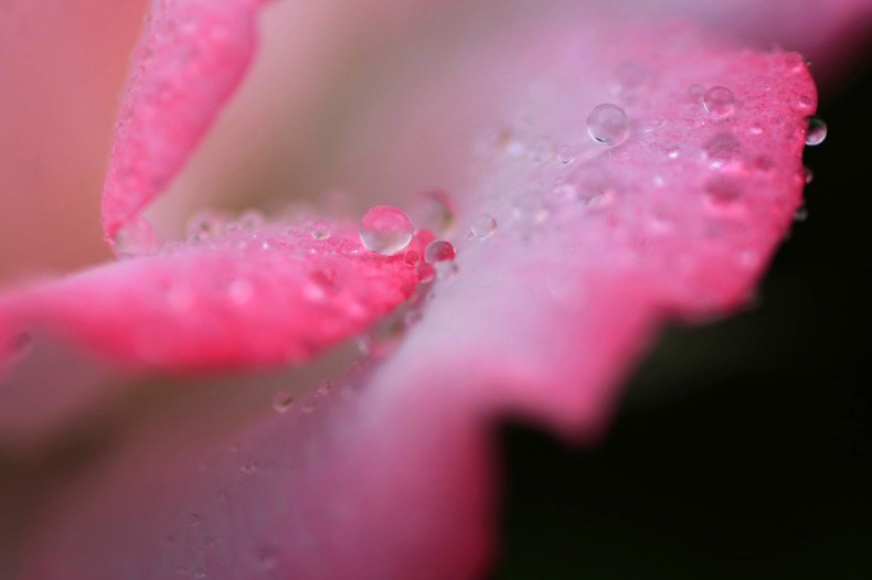 　　　花雫　　3