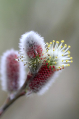 　　　五年ぶりの花