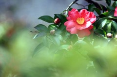 　　花写　4　　　サザンカ