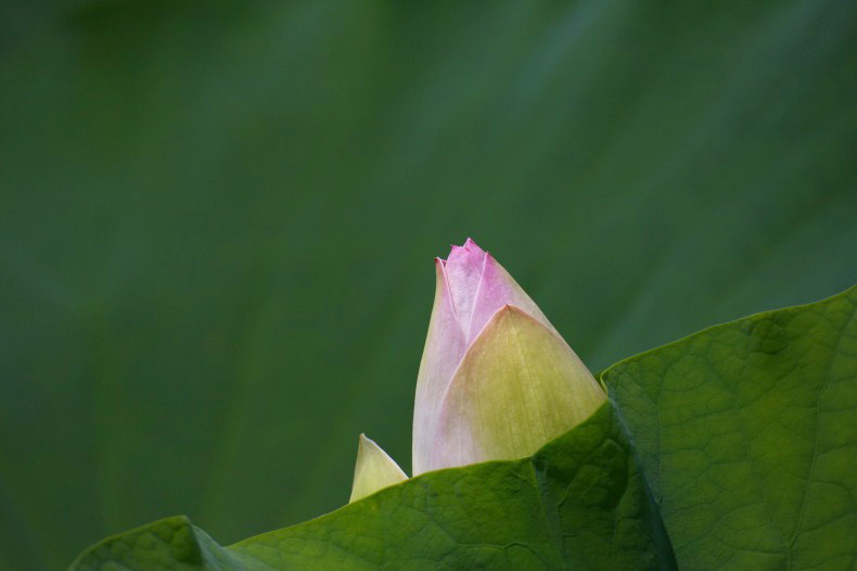 　　　ちょっとだけよ～