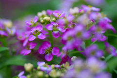 　　花摘み　3 