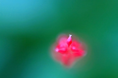 　　　小さな小さな花　　3