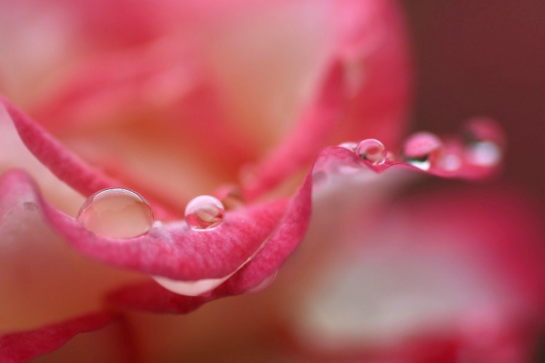 花雫　(4