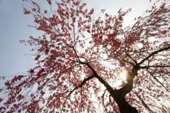 さくら 桜 櫻　(11