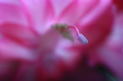 花写　シャコバサボテン　