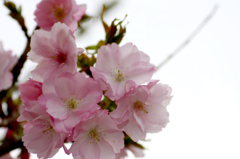 　　　花の歳時記　3