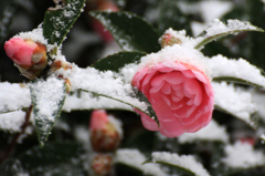　　　雪ツバキ　　4　　