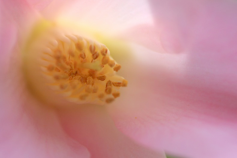 　　花便り　7 