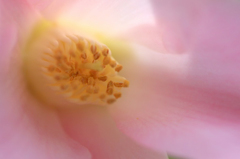 　　花便り　7 