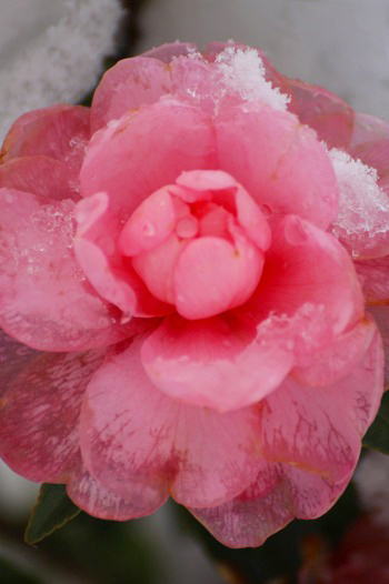 　　　雪の山茶花　1