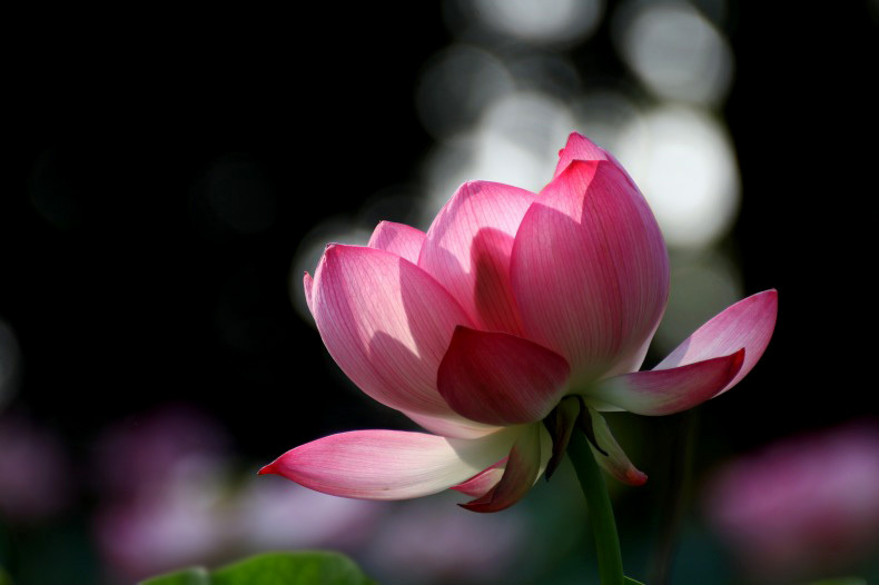 　　　名残花　　1