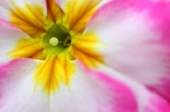 　　　花心