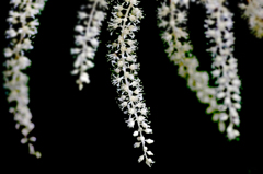 　　　花暖簾
