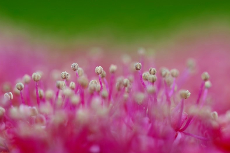 紫陽花の詩　9 