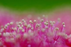紫陽花の詩　9 