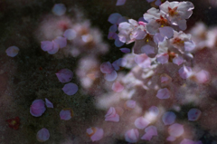　　咲く花散る花