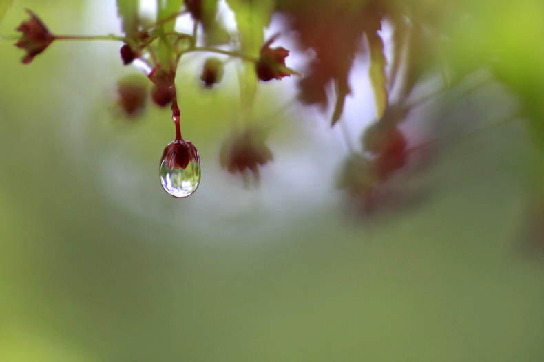 　　　雨しずく