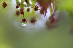 　　　雨しずく