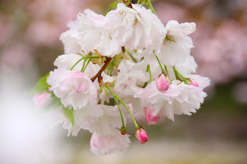 　　　桜残想　2