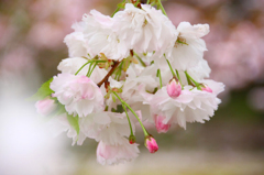 　　　桜残想　2