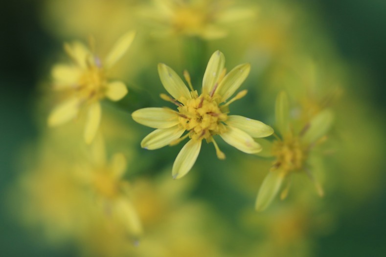 花のワルツ　4