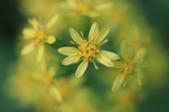 花のワルツ　4